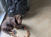 Gorgeous dachshund