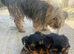 Yorkshire Puppys