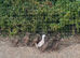 Young female Khaki Campbell ducks for sale
