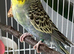 2 female budgies