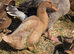 Crested Buff Orpington Duck
