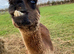 Phil the alpaca