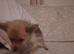 Gorgeous muffin female Yorkshire terrier