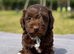 Jackapoo Puppies