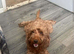 Cockapoo