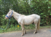 Cremello Gelding for sale