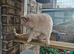 British shorthair female gccf active