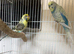 Male and female budgie ready to breed