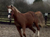 Welsh section b 2yo filly