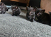 kittens for sale