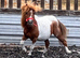 29&rdquo; sps reg skewbald mare in foal
