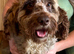 Gorgeous cockapoo girl