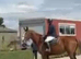 16.3hh Chestnut Mare