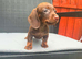 Miniature dachshund