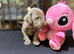 ️Adorable KC-Registered Weimaraner Puppies️