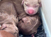 Stunning Miniature Dachunds