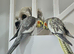 Beautiful breeding pair