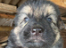 GSD puppies
