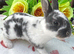 Four gorgeous mini Rex