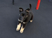 Two German shepherd puppies for sale