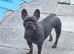 French bulldog belfast