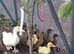 Khaki cambell ducklings and hatching eggs
