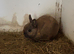 Selection of Netherland dwarf