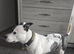 Gorgeous buster