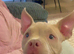 Female pocket bullie