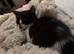1 male kitten ready for new home