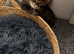 Scottish straight and Scottish fold kittens