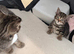 2 boy tabby&rsquo;s