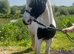 14.3/15hh riding cob