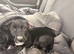 Two Cocker spaniel X Jack Russell pups