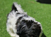 Malshipoo 1 Girl and 1 Boy left