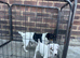 Jack Russel