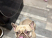 Beautiful male French bulldog