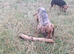 Female cocker spaniel