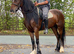 Sec D X (sports horse)