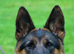 Quality Litter GSD Puppy&rsquo;s @icepack