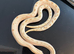 ABSOLUTELY AMAZING PAIR OF FROST CONDA HET LAVENDER HOGNOSE