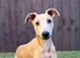 Whippet Female Pup 14 Weeks Old NOT KC