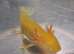 Albino Golden Axolotl £15 each