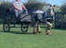 Driving cob mare