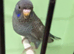 Black face split to black wing