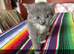 6 Adorable Kittens for Sale!