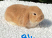 Pure bred mini lops .