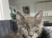 GCCF registered Maine coon boys