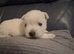 KC... REG...WEST.... ISLAND.....TERRIERS....