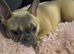Beautiful 10month old girl needs a home